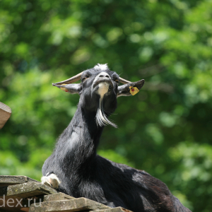 чрный козлик
