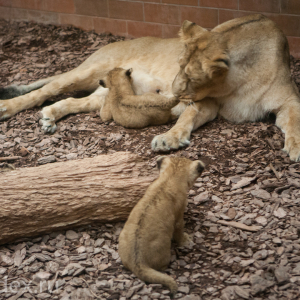 львица и львята