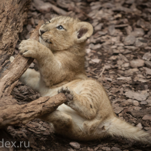 львёнок