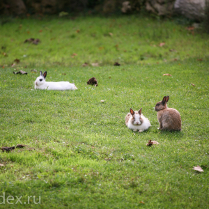кролики