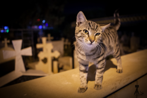 Кипрские кошки