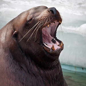 Морской лев
