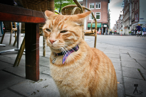 Кот в Амстердаме, Голландия