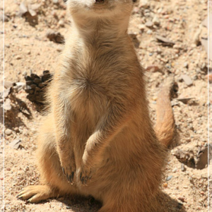 Сурикат. Зоопарк Риги.