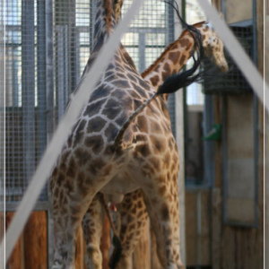 Жирафы. Зоопарк Риги. 