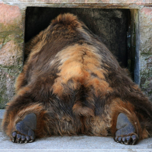 Медведь. Зоопарк Риги. 