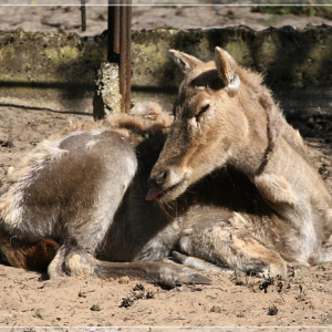 Зоопарк Риги.