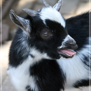 Козлик. Зоопарк Риги.