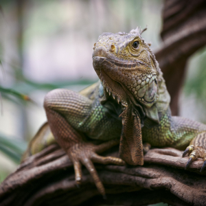 игуана