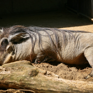 бородавочник