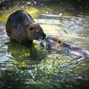 бобры или нутрии