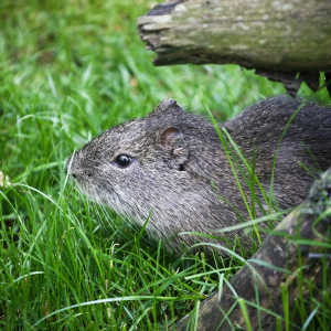 явно не полевка