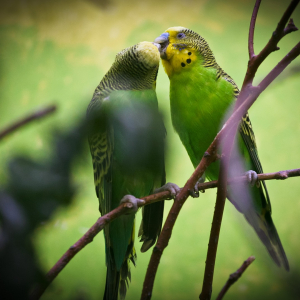 попугаи неразлучники