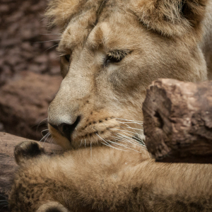 львица и львёнок