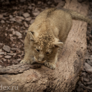 львёнок