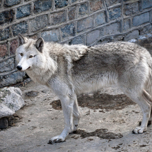 Полярный волк