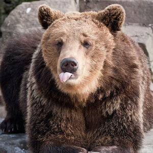 Бурый медведь