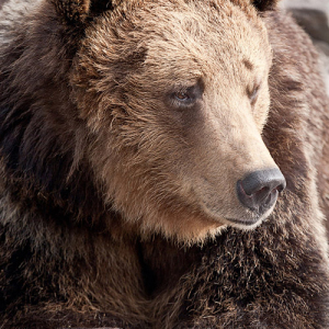 Бурый медведь