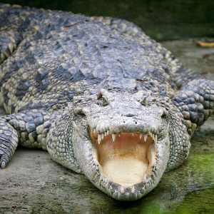 Крокодил