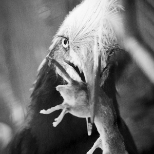 Кормежка птиц. Angry Birds.