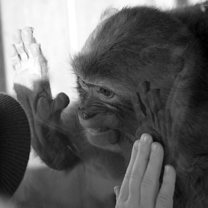 Обезьяна и мальчик. Мальчик - слева.