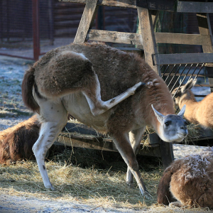 Сильный зуд