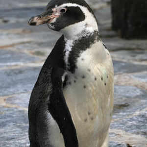 Пингвин