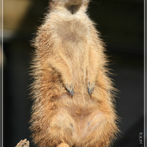 Сурикат. Зоопарк Риги.