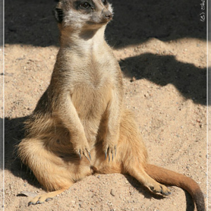 Сурикат. Зоопарк Риги.