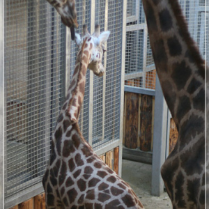 Жирафы. Зоопарк Риги.