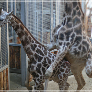 Жирафы. Зоопарк Риги.