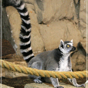 Лемур. Зоопарк Риги.