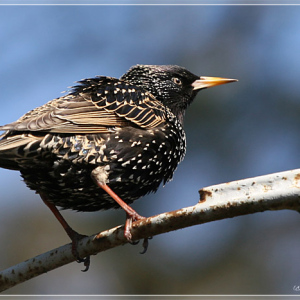 Птичка. Зоопарк Риги.