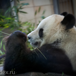 панда