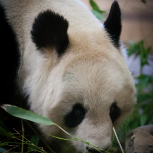 панда