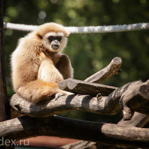 обезьяна