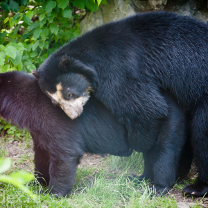 медведь и медведица