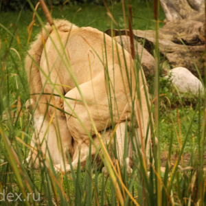 львы в кустах