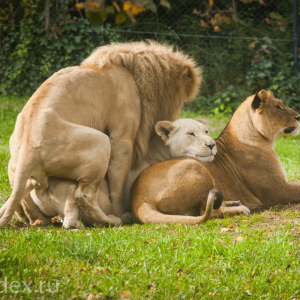 львы занимаются сексом