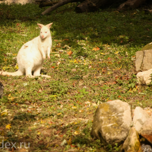 карликовый кенгуру альбинос