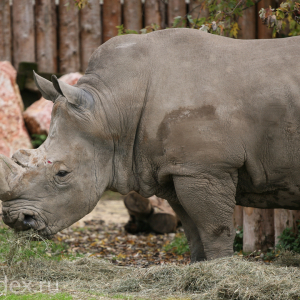 носорог