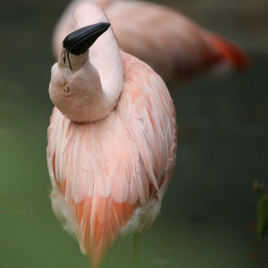 фламинго