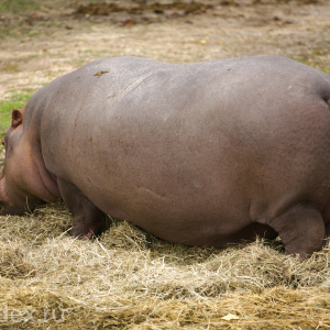 бегемот