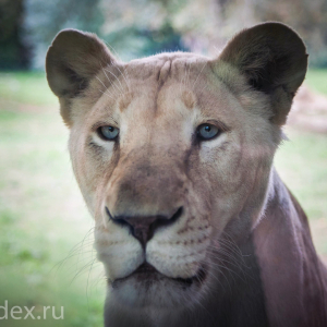 львица