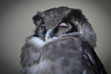 Зоопарк Антверпена. Бельгия. Отзыв и фото.