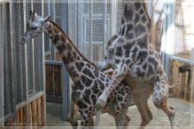 Зоопарк Риги. Латвия. Фото и отзыв.