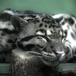 Зоопарк Праги. Отзыв и фотографии.